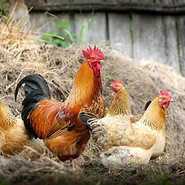Trophée de l'agriculture créatrice de valeur ajoutée, poules et coqs