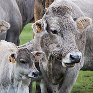 Trophée de l'agriculture numérique et connectée; une vache et un veau