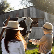 Trophée de l'agriculture pédagogique, une femme et un enfant observant une vache dans un pré