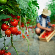 Trophée de l'agriculture au service de la gastronomie, tomates